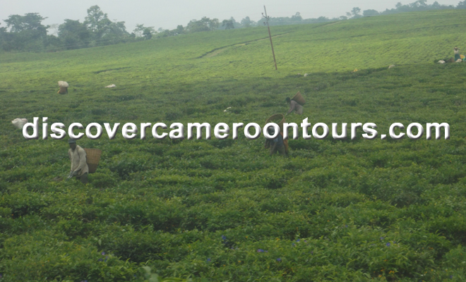 Tea Plantation
